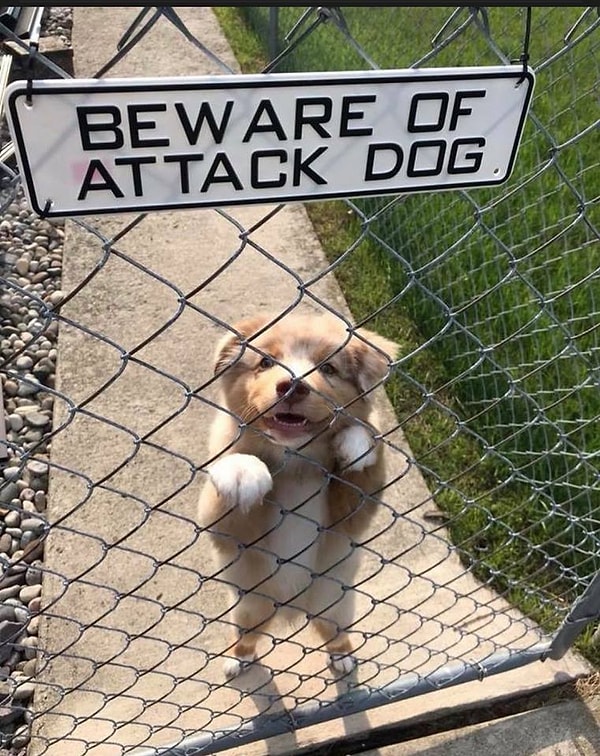 22. Этот щенок будет охранять дом, когда вырастет