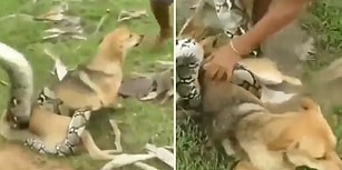 Devasa Yılanın Boğmaya Çalıştığı Köpeği Kurtaran Cesur Çocuklar