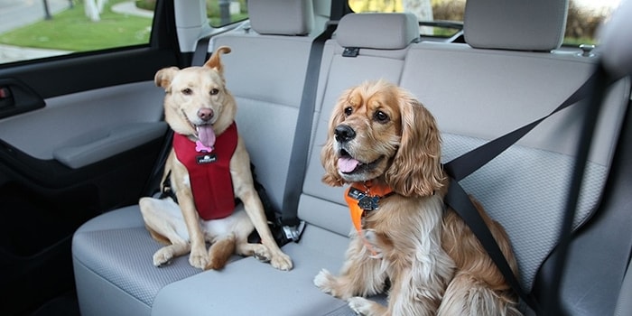 Пристегнитесь! Крутые и очень интересные ПДД из Европы