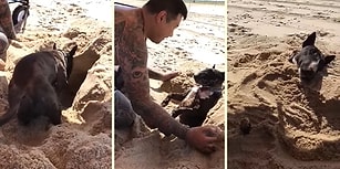 Kendini Kuma Gömdüren Aşırı Sevimli Köpek
