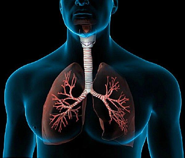 18. Sağ akciğeriniz sol akciğerinizden büyüktür.