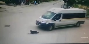 İnsanlık Adına Yine Utandık: Yolda Uyuyan Köpeği Ezen Servis Şoförü Arkasına Bile Bakmadı