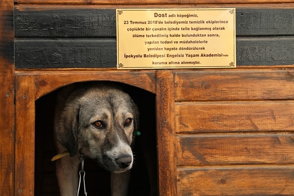 "Dost bizi gördüğünde mutluluk belirtileri gösteriyor"