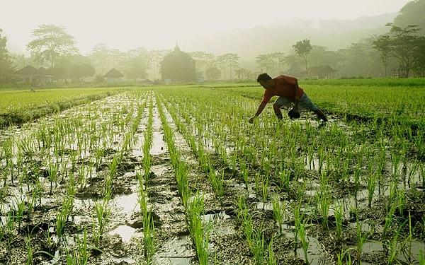 14. Dünya nüfusunun yarısından fazlası pirinçle besleniyor.