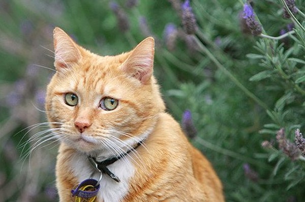 Увы, но вы пока не умеете читать мысли людей!