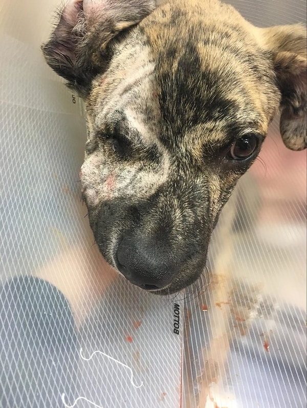 Первоначально опухоль на голове Скуиша уменьшалась, но тело продолжало расти, поэтому на его морде образовалась впадина.