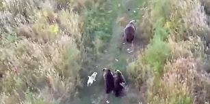 Ayı Ailesiyle Arkadaşlık Kurarak Onlarla Birlikte Yaşayan Köpek