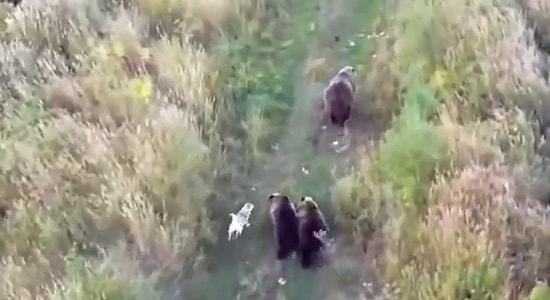 Ayı Ailesiyle Arkadaşlık Kurarak Onlarla Birlikte Yaşayan Köpek