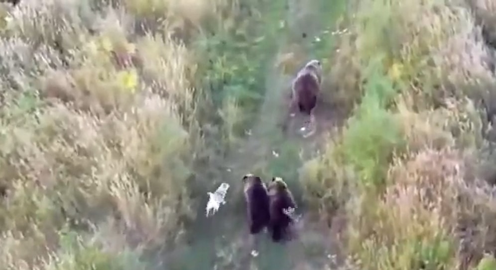 Ayı Ailesiyle Arkadaşlık Kurarak Onlarla Birlikte Yaşayan Köpek