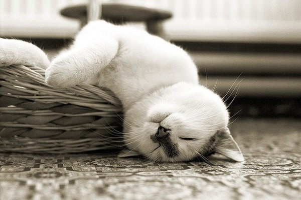 4. Вы знаете, какие планы у вашего партнера(-ши) на следующие выходные?