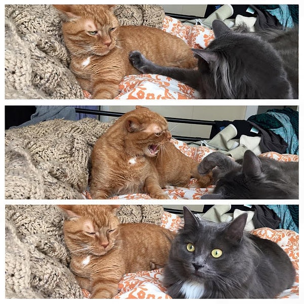 11. «Господи Иисусе, Карл, да понял я, понял»