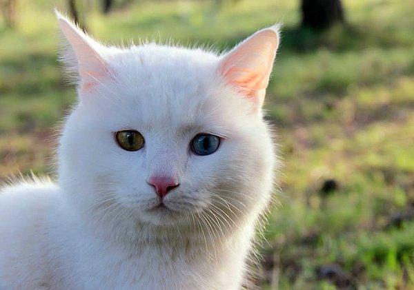 Doğuştan kulakları sağır olan bu kedicik eski ailesiyle bahçeli bir evde yaşıyordu.