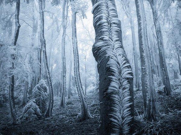 12. "Bu orman, kışın bir modern sanat müzesine benziyor."