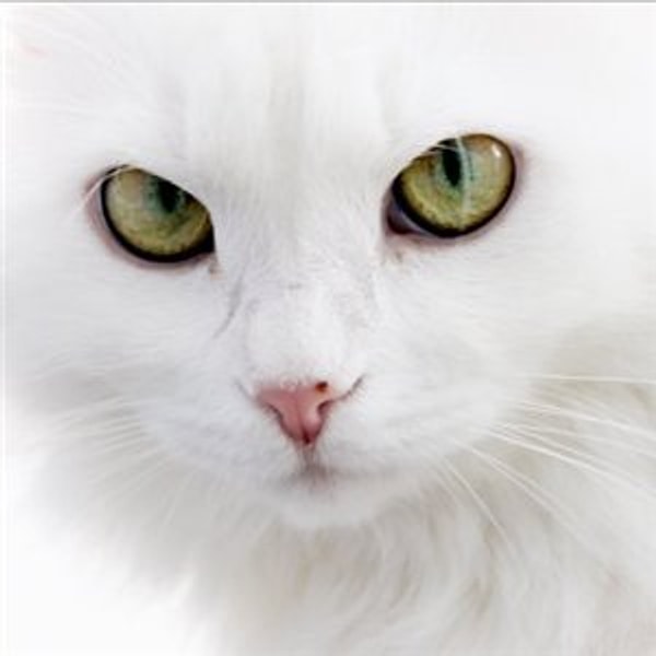 Настороженная кошка