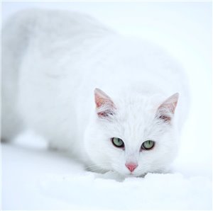 Выжидающая кошка