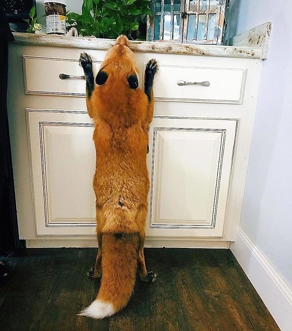 10. "Так, а что здесь? Может, вкусняшка завалялась?"