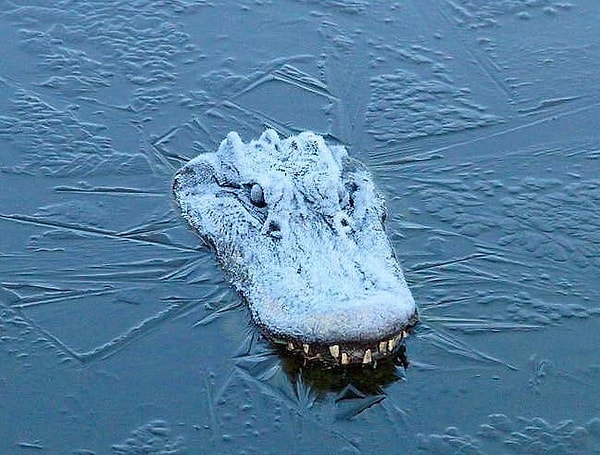10. Крокодил прорезал лед