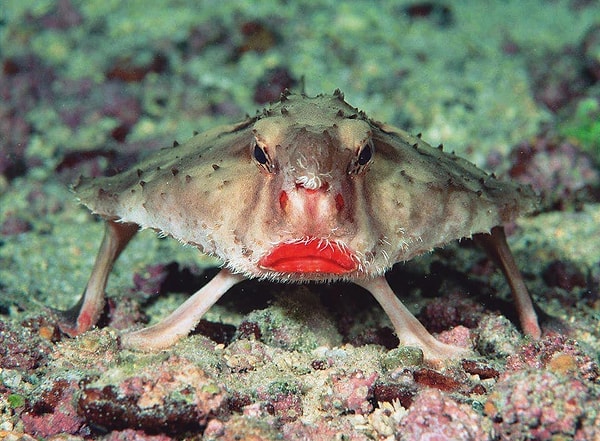 2. Нетопырь Дарвина