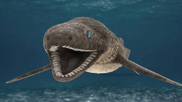 3. Плащеносная акула