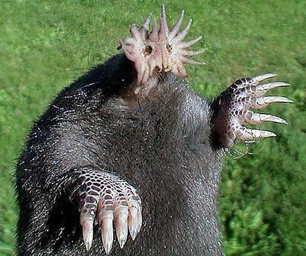 15. Звездонос