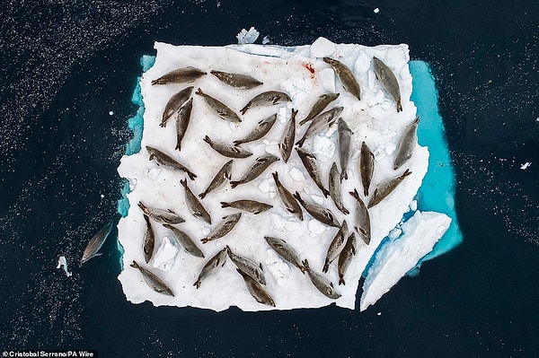 5. «Кровать тюленей», фотограф: Кристобаль Серрано, Испания. Победитель в категории «Животные в своей естественной среде». Тюлени-крабоеды облюбовали льдину на канале Эррера неподалёку от Антарктического полуострова.