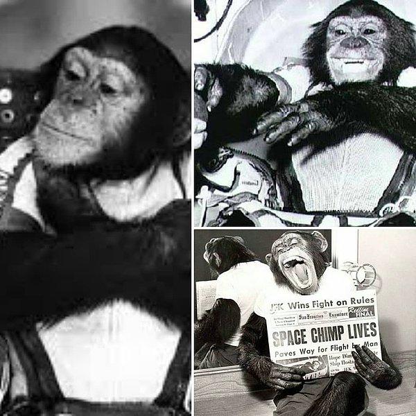 8. Uzaya gitmek için eğitim alan ve yörünge etrafında kısa süren yolculuğundan sonra kameralar karşısına geçen şempanze Ham :)