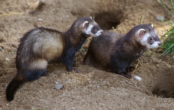 8. Что может стать с самкой хорька, если в период течки она не найдет самца?