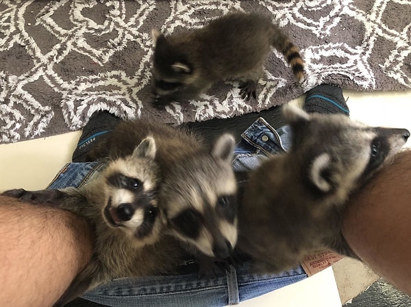 10. Эти ребята просто не переносят одиночества!