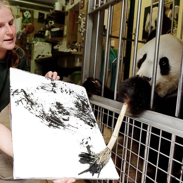3. На вырученные средства планируется выпустить иллюстрированную книгу о пандах из венского зоопарка