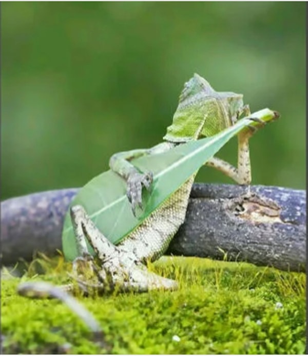 7. Из обычного геккона, играющего на своей зеленой гитаре...