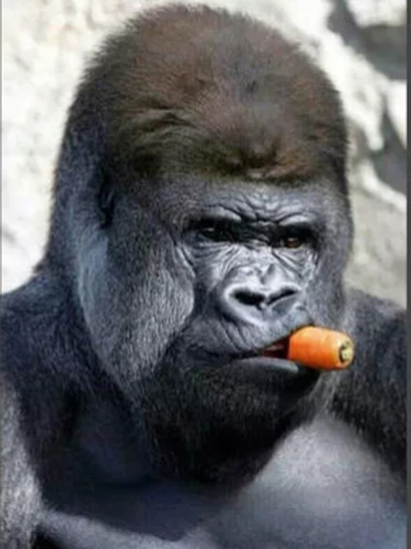 10. Из гориллы, лакомящейся морковкой