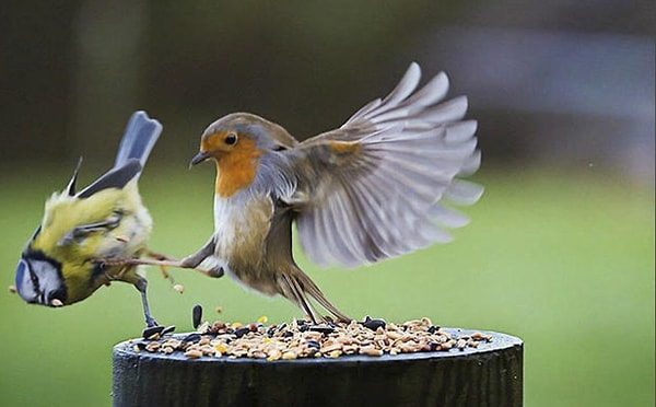 15. Из обычных птиц, дерущихся за корм...