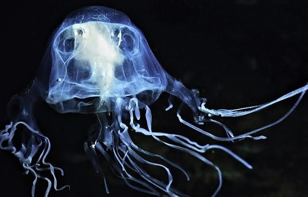 2. Медузы появились раньше акул и даже динозавров. Это правда или ложь?