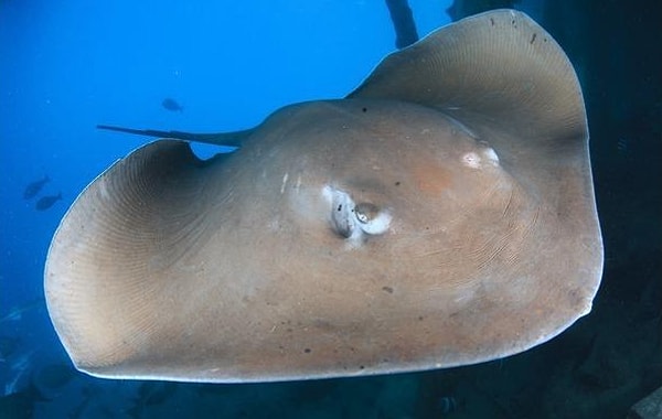 5. Скаты - близкие родственники...