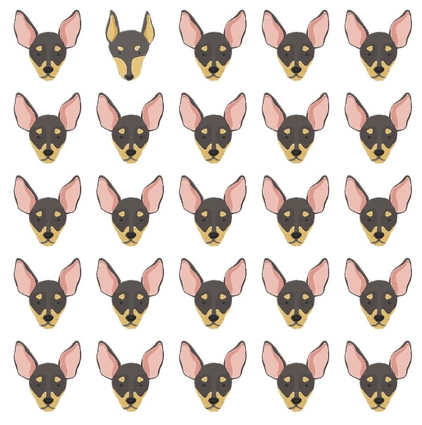 3. Переключаемся на других собачек. Нашли лишнюю, отличающуюся мордочку?