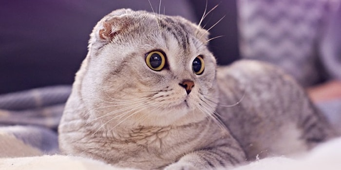 Чем занимаются кошки втайне от всех, когда остаются одни дома