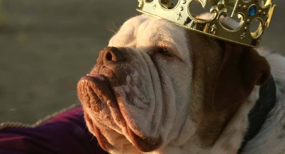 Ужасная правда про породистых собак! Шоу "Адам портит все"