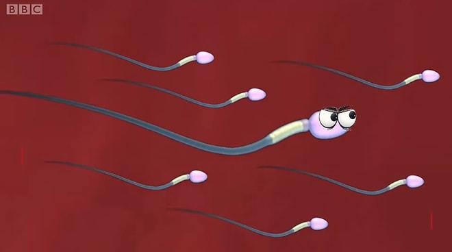 Sperm Sayısı ve Kalitesini Artırmak İçin Neler Yapılabilir?