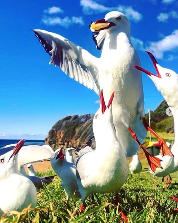 Но вашему приему пищи легко могут помешать наглые и бесцеремонные чайки