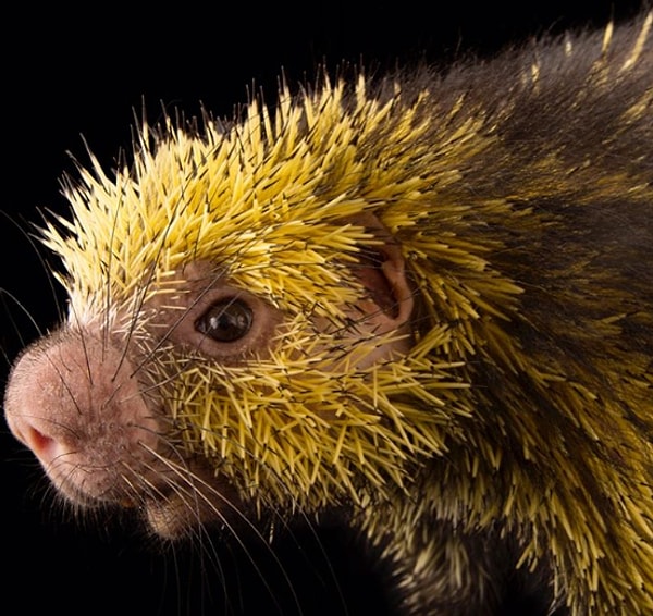 10. Мексиканский волосатый карлик: