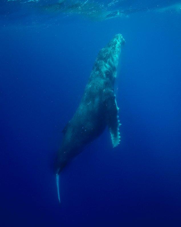 Tonga adasında 50 tonluk kambur balinalarla açık denizde yüzdü!