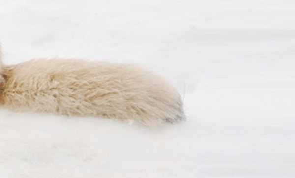 2. А это чей хвост?