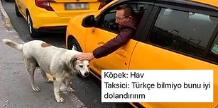 Yaptıkları Yorumlarla Hepimizin İçinden Geçenleri Dışa Vurmuş 15 Goygoycu