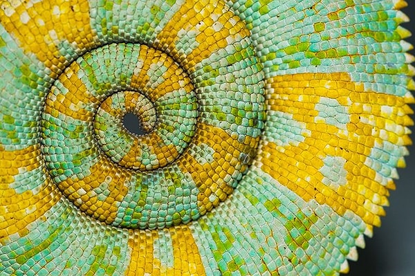 Люди склонны обсуждать идеальные треугольники, квадраты и круги, создаваемые природой, с точки зрения науки.