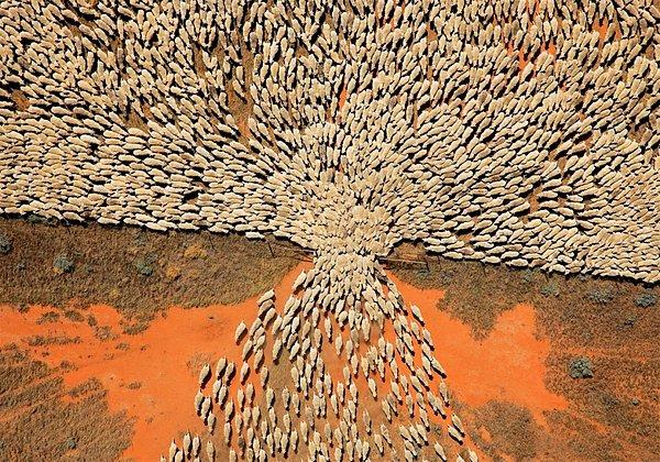 Bir koyun sürüsü bir kapıdan geçer