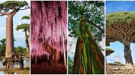 Gezegenimizin Ciğerleri Olmakla Kalmayıp Bizleri Güzelliğiyle Büyüleyen Dünyanın Dört Bir Yanından 15 Ağaç