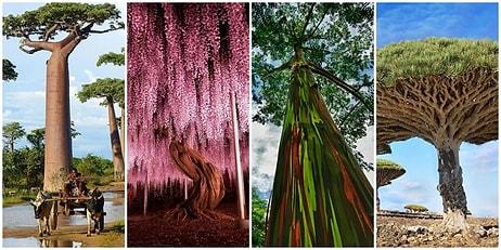 Gezegenimizin Ciğerleri Olmakla Kalmayıp Bizleri Güzelliğiyle Büyüleyen Dünyanın Dört Bir Yanından 15 Ağaç