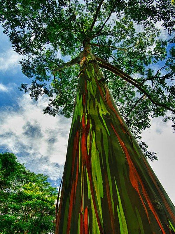 5. Gökkuşağı Okaliptüs Ağacı (Hawai)