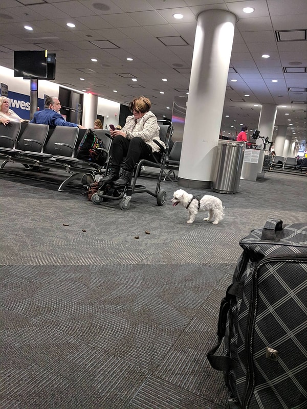 20. Женщина, может перестанете смотреть в телефон и уже уберете за своей собакой?