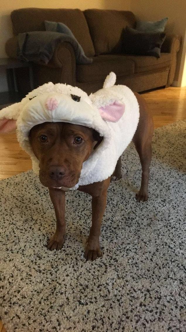 12. "My pitbull Emma was sick of people thinking she’s scary and decided to dress up as her true self this Halloween"